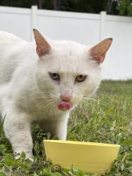 Found/Stray Male Cat last seen Glen Laurel/Tanglewood, Lakeside, FL 32068