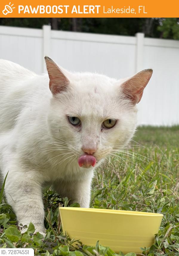 Found/Stray Male Cat last seen Glen Laurel/Tanglewood, Lakeside, FL 32068