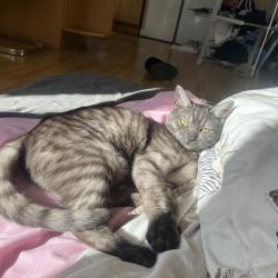 Lost Female Cat last seen IG1 1AG, Greater London, England IG1