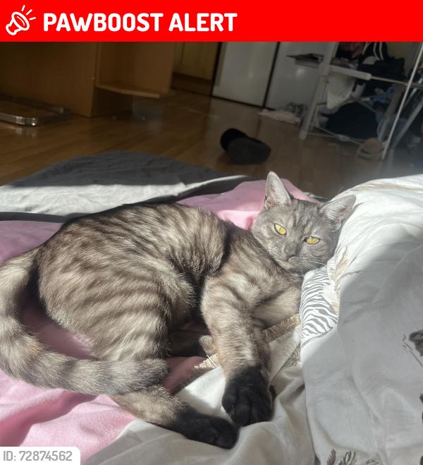 Lost Female Cat last seen IG1 1AG, Greater London, England IG1