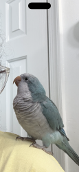 Found/Stray Unknown Bird last seen Near northeast 48th st, Pompano Beach, FL 33064