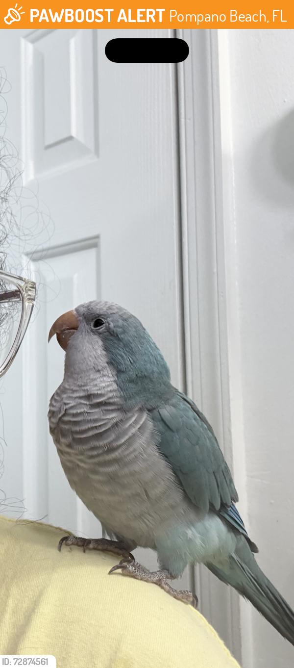 Found/Stray Unknown Bird last seen Near northeast 48th st, Pompano Beach, FL 33064