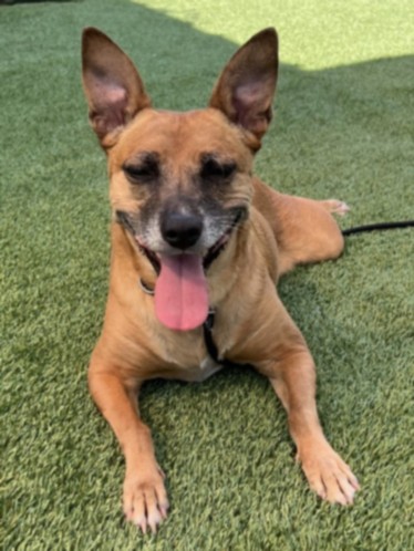 Shelter Stray Female Dog last seen , Los Angeles, CA 90047