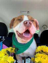Shelter Stray Male Dog last seen CHARLOTTE, Charlotte, NC 28217