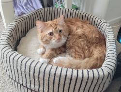Reunited Male Cat last seen Aster/Air Express way in Adelanto , Adelanto, CA 92301