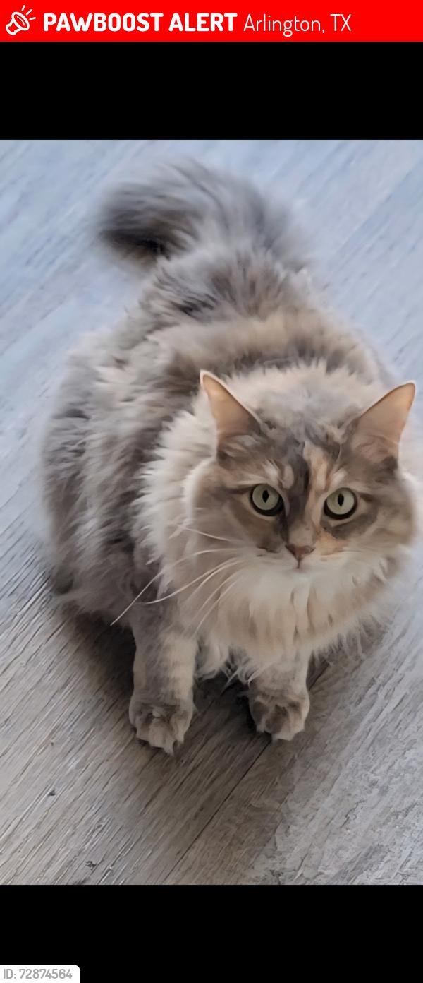 Lost Female Cat last seen Near melear dr arlington tx 76015, Arlington, TX 76015