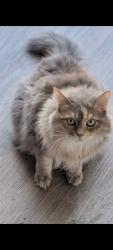 Lost Female Cat last seen Near melear dr arlington tx 76015, Arlington, TX 76015