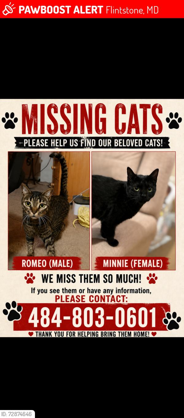 Lost Female Cat last seen Rocky gap casino , Flintstone, MD 21530