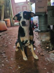 Found/Stray Female Dog last seen Bessie rd and augusta rd in piedmont , Greenville County, SC 29673