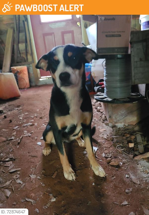 Found/Stray Female Dog last seen Bessie rd and augusta rd in piedmont , Greenville County, SC 29673