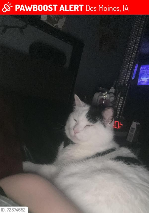 Lost Male Cat last seen wall avenue and sw 3rd st, Des Moines, IA 50315
