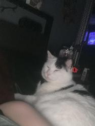 Lost Male Cat last seen wall avenue and sw 3rd st, Des Moines, IA 50315