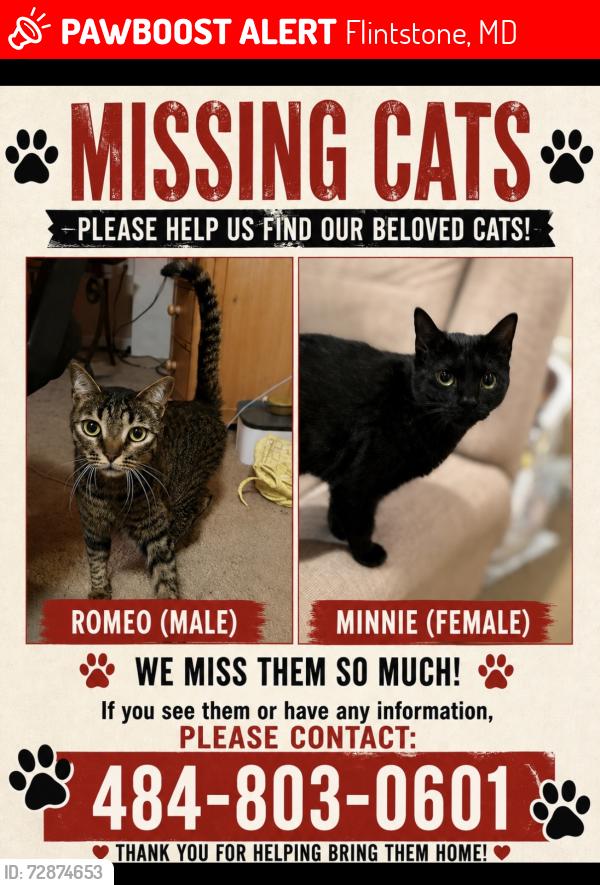 Lost Male Cat last seen Rocky gap casino , Flintstone, MD 21530