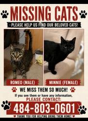 Lost Male Cat last seen Rocky gap casino , Flintstone, MD 21530