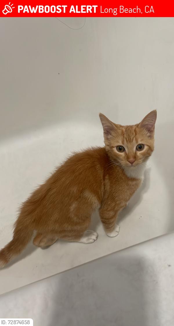 Lost Male Cat last seen burnett/pacific ave, Long Beach, CA 90806