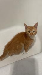 Lost Male Cat last seen burnett/pacific ave, Long Beach, CA 90806