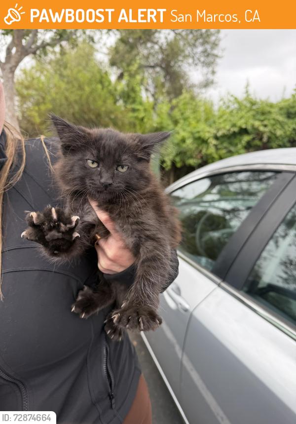 Found/Stray Unknown Cat last seen In the parking lot of the la fitness, San Marcos, CA 92069