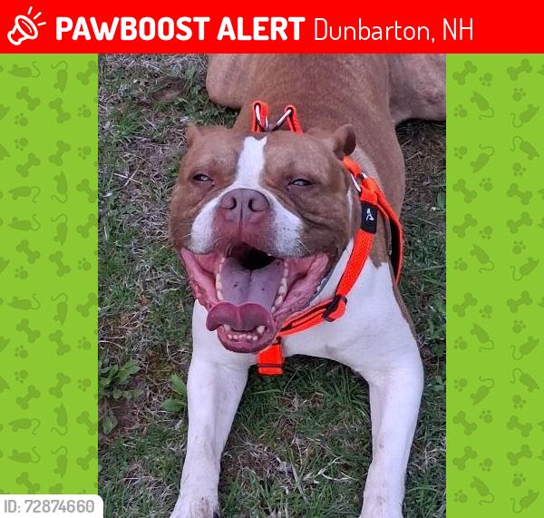 Lost Male Dog last seen Hopkinton town line, Dunbarton, NH 03046