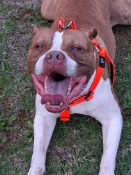 Lost Male Dog last seen Hopkinton town line , Dunbarton, NH 03046