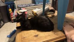 Found/Stray Female Cat last seen Westport and McTavish, Jacksonville, FL 32244