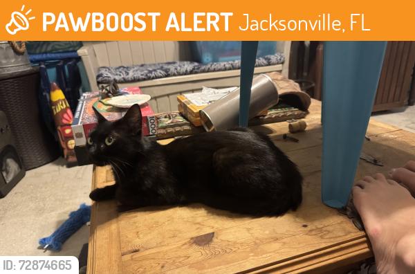 Found/Stray Female Cat last seen Westport and McTavish, Jacksonville, FL 32244