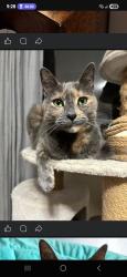 Lost Female Cat last seen Tracey & Sidney , Belleville, ON K8P 2R5