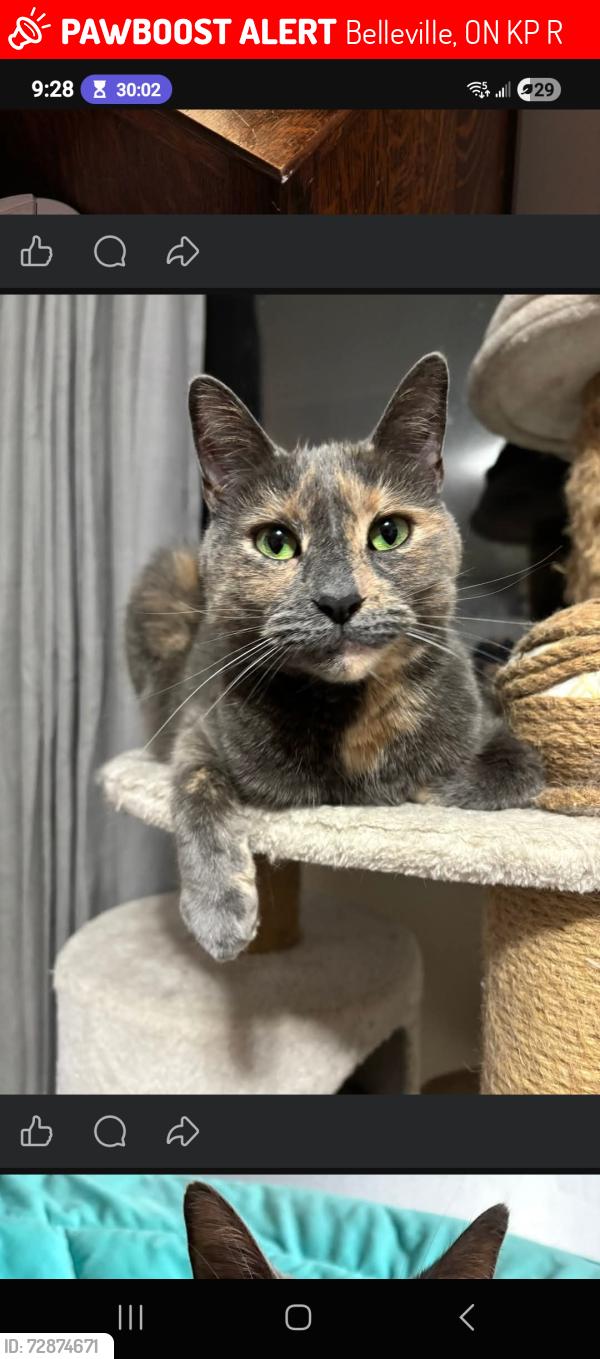 Lost Female Cat last seen Tracey & Sidney , Belleville, ON K8P 2R5