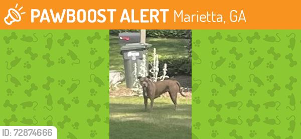 Found/Stray Unknown Dog last seen Briarwood Ct & Indian Hills Drive, Marietta, GA 30068