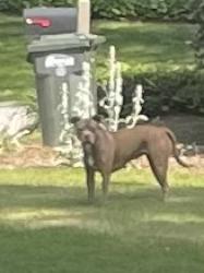Found/Stray Unknown Dog last seen Briarwood Ct & Indian Hills Drive, Marietta, GA 30068