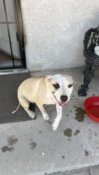 Found/Stray Female Dog last seen Planz and Hughes , Bakersfield, CA 93304