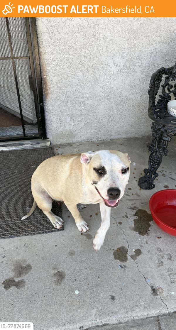 Found/Stray Female Dog last seen Planz and Hughes , Bakersfield, CA 93304