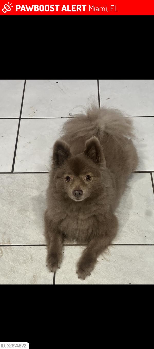 Lost Male Dog last seen Near sw 115th terrace, Miami, FL 33186