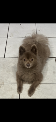 Lost Male Dog last seen Near sw 115th terrace, Miami, FL 33186