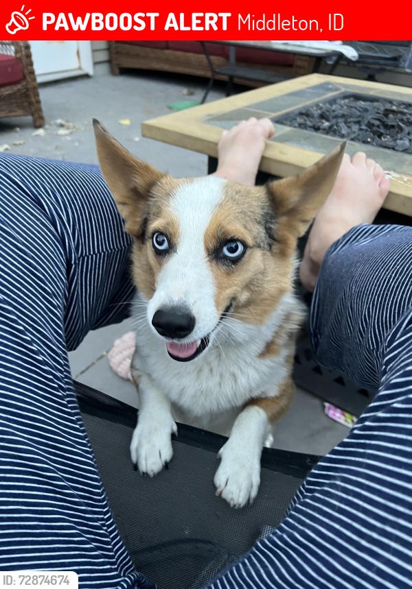 Lost Male Dog last seen Edna Ln and Kingsbury Rd. , Middleton, ID 83644