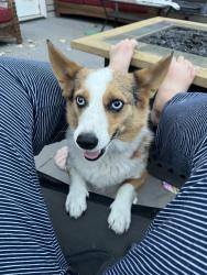 Lost Male Dog last seen Edna Ln and Kingsbury Rd. , Middleton, ID 83644