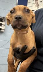 Shelter Stray Female Dog last seen Near Wesley Club Dr Decatur, 30034, 30034, GA, 3280 Chamblee Dunwoody Rd, Chamblee, GA 30341, USA