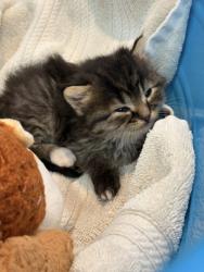 Shelter Stray Male Cat last seen Memphis, TN 38016, Bartlett, TN 38134
