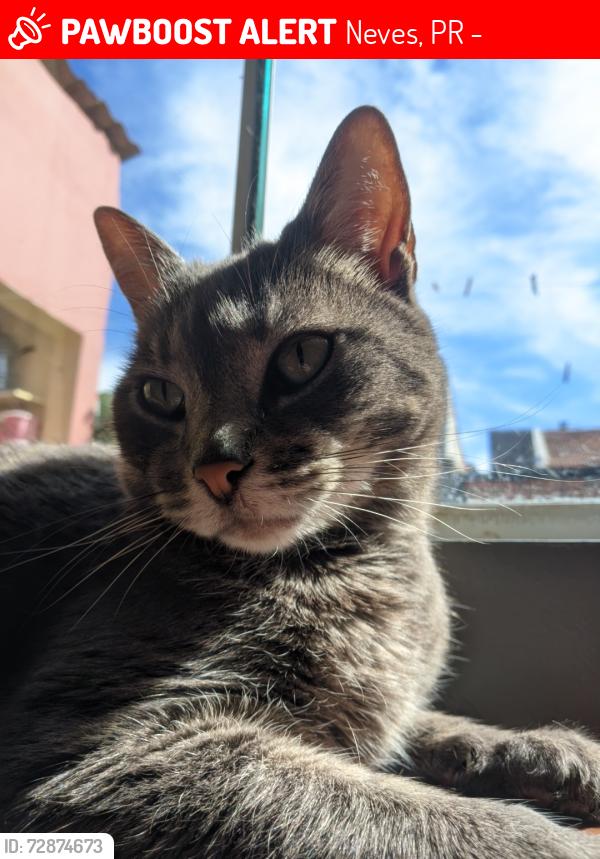 Lost Female Cat last seen Rua almirante Barroso, Neves, PR 84020-540