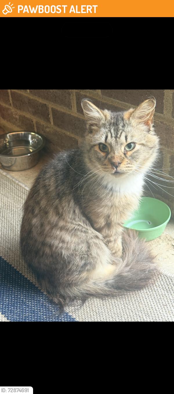Found/Stray Unknown Cat last seen Mt. Harmony St (Mt. Harmony Acres), Connelly Springs, NC 28612
