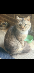 Found/Stray Unknown Cat last seen Mt. Harmony St (Mt. Harmony Acres), Connelly Springs, NC 28612