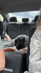Lost Female Cat last seen Shea dr , Highlands, FL 34610