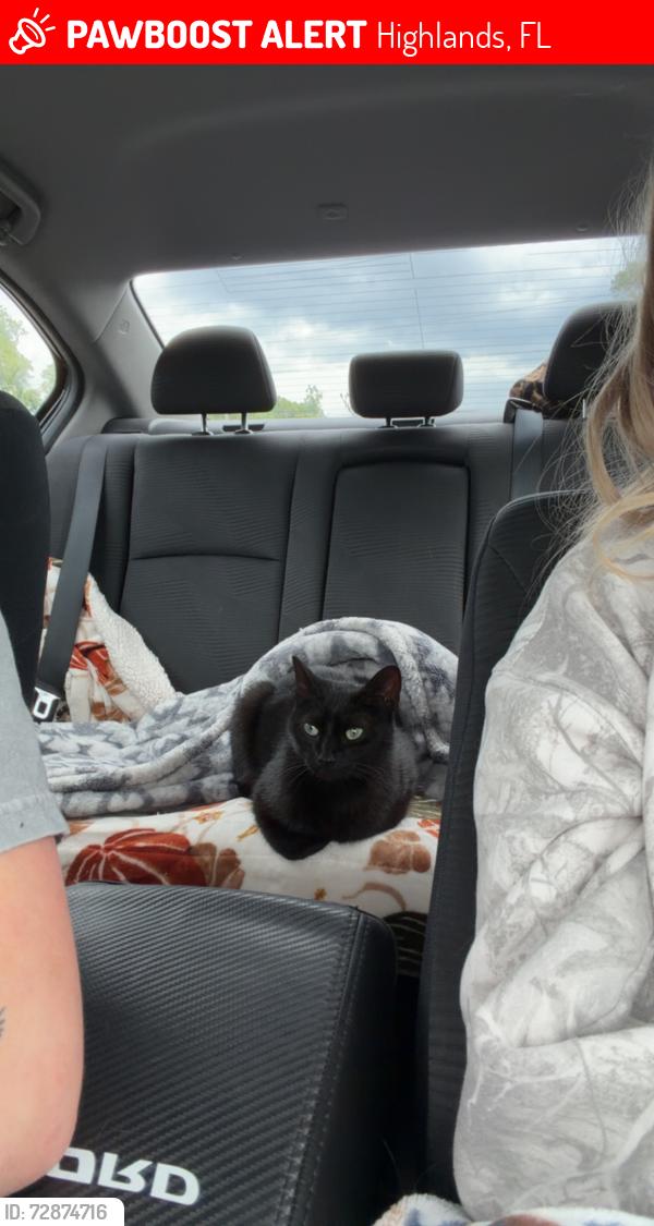 Lost Female Cat last seen Shea dr , Highlands, FL 34610