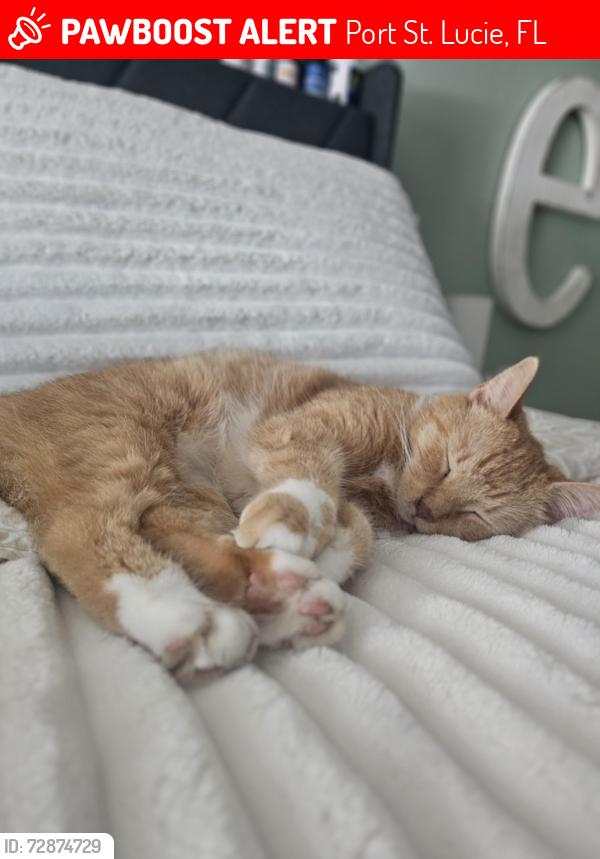 Lost Female Cat last seen Near se buccaneer circle , Port St. Lucie, FL 34952