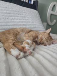 Lost Female Cat last seen Near se buccaneer circle , Port St. Lucie, FL 34952