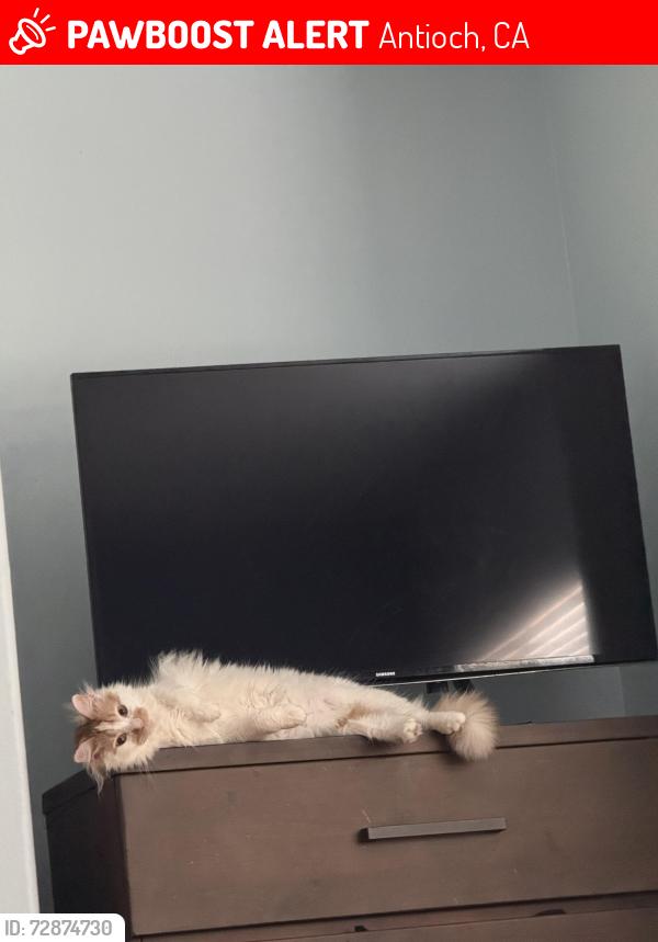 Lost Male Cat last seen Redbud way and eucalyptus way, Antioch, CA 94509