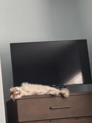 Lost Male Cat last seen Redbud way and eucalyptus way, Antioch, CA 94509