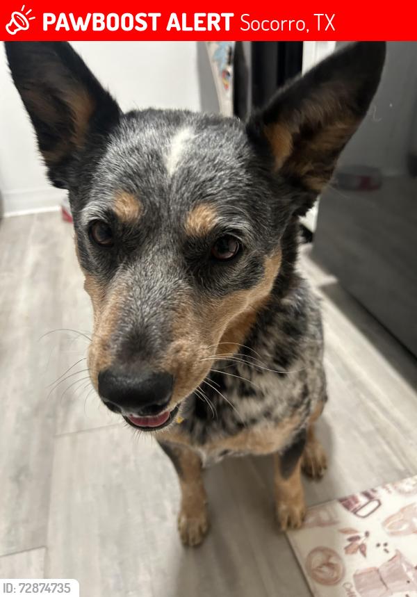 Lost Female Dog last seen North Loop and Horizon, Socorro, TX 79927