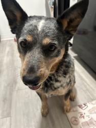 Lost Female Dog last seen North Loop and Horizon, Socorro, TX 79927