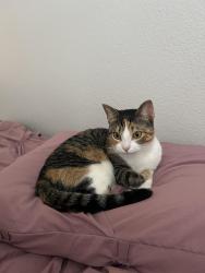 Reunited Female Cat last seen The trees by the railroad track next to Windcrest Towing, Pinehurst, TX 77362