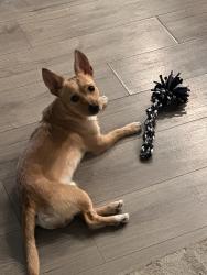 Found/Stray Male Dog last seen Broadway , Tempe, AZ 85282